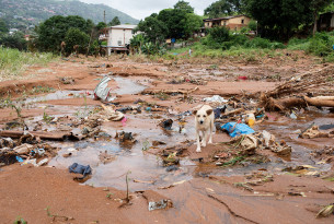 Helping suffering animals after mudslides devastate Sierra Leone's capital city