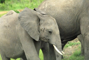 Elephant-friendly tour operators announced in the Netherlands