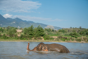 elephant, Laos