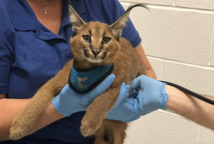 Wild cat rescue: we help liberate four servals and two caracals in desperate need