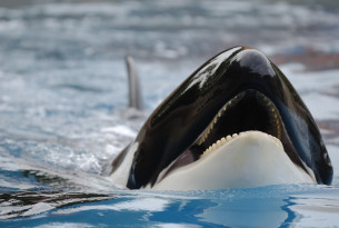 California Bill for Orcas in Captivity to Be Delayed Pending Further Study
