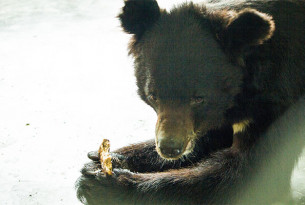 Two more bears rescued from the cruel sport of bear baiting 