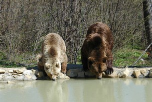 Giving bears new lives: sanctuaries we support