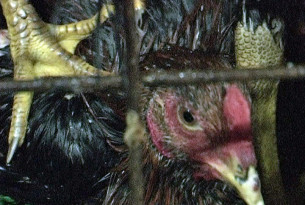 A day in the life of a chicken in a low welfare industrial farm