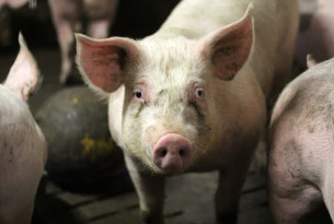 Visit to World Pork Expo provides glimpse at the lives of factory farmed pigs