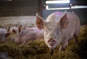 World Animal Protection applauds Kroger on commitment to end the use of gestation crates for pigs
