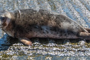 Seal released into wild