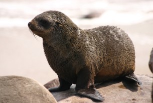 A lifeline for seals