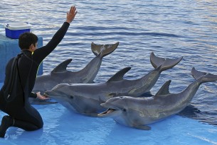 dolphins performing