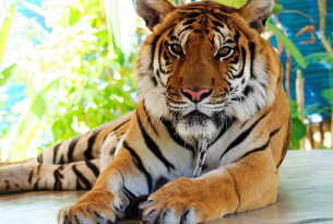 Petition to protect tigers presented to Thai authorities