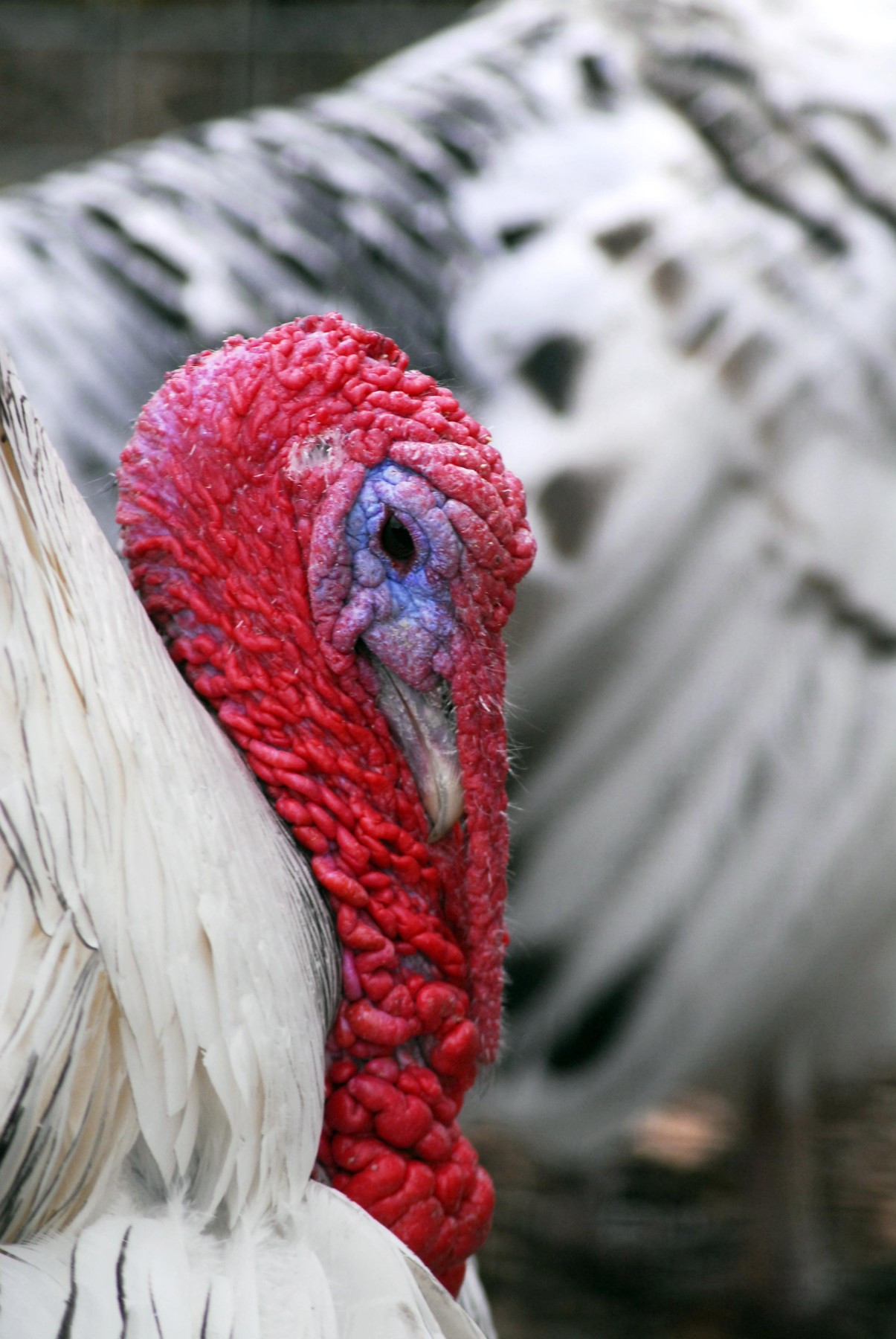 close up shot of a turkey