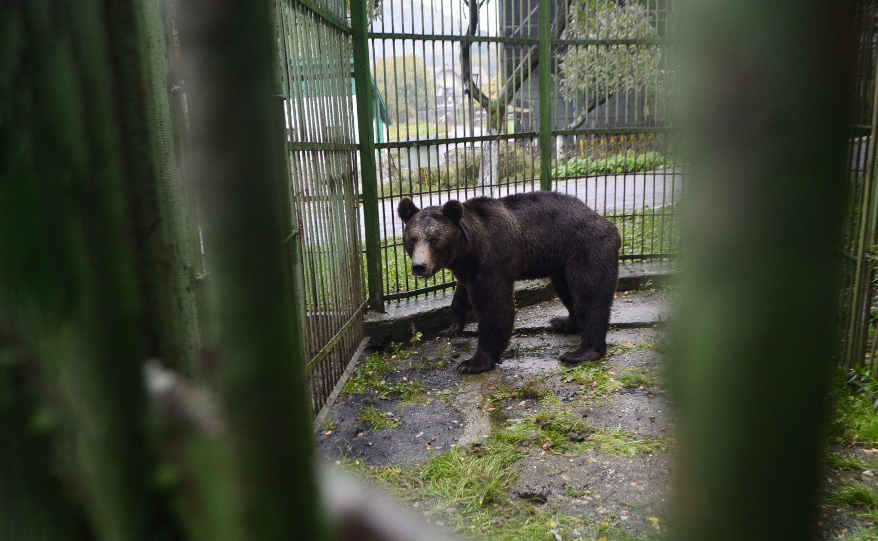 A bear captive in a cage