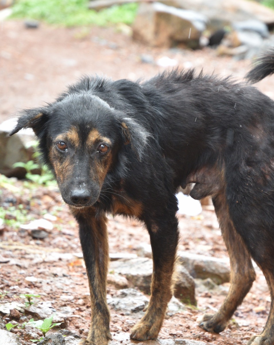 Pictured: A dog we met in Freetown during our dog population management work in Sierra Leone.