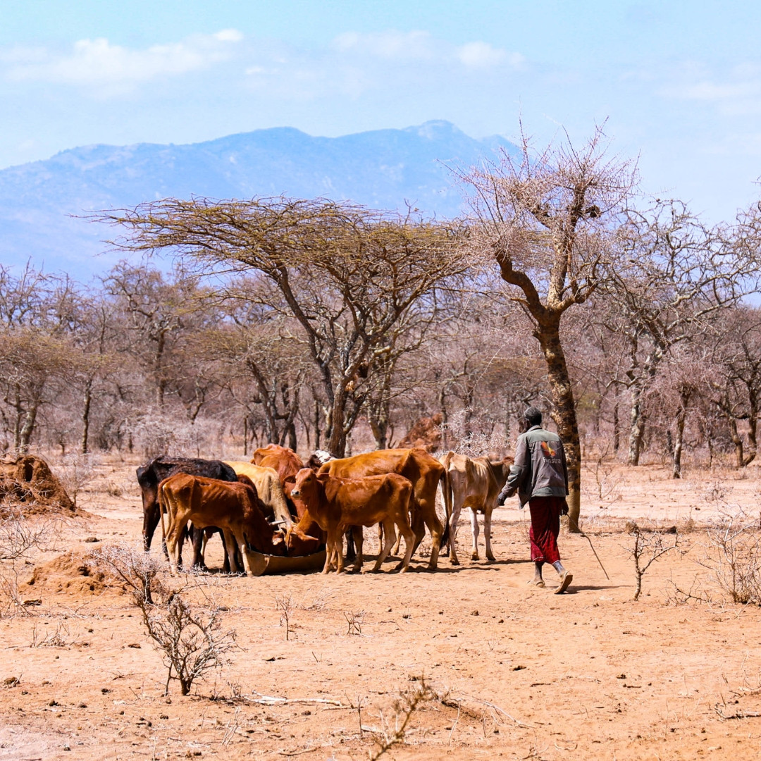 A drought in Kenya affecting cattle