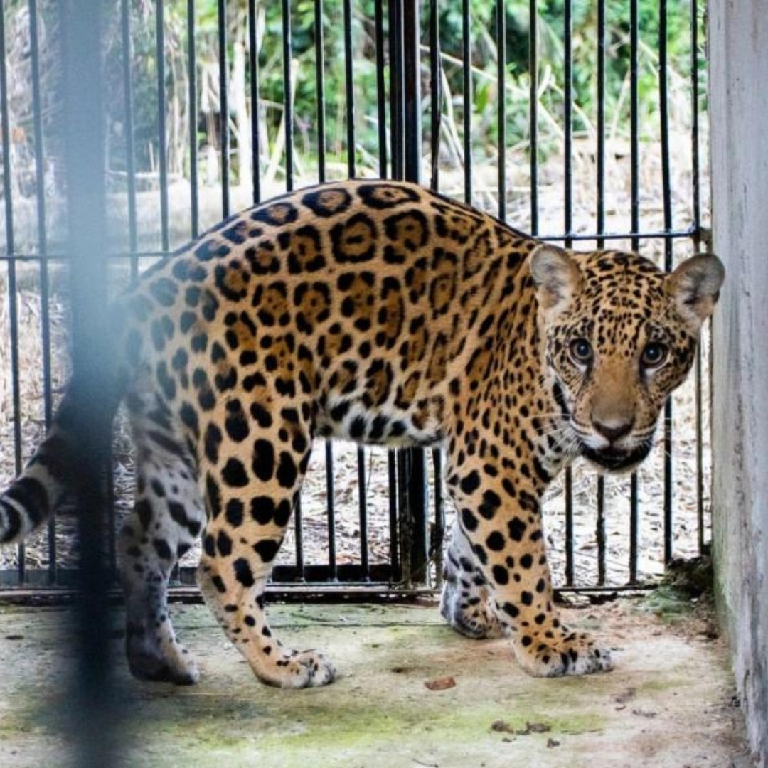 Xama the rescued jaguar