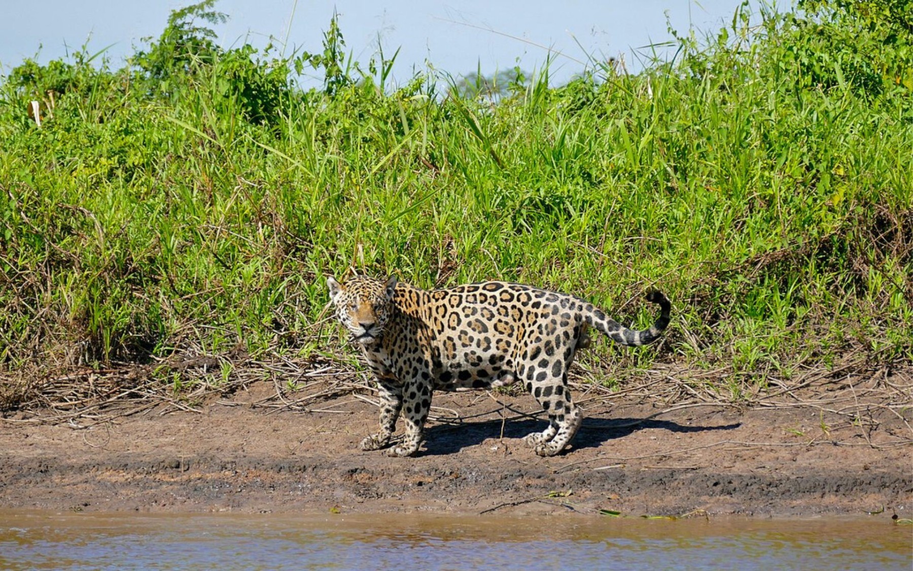 Un jaguar silvestre en Pantanal, Brasil