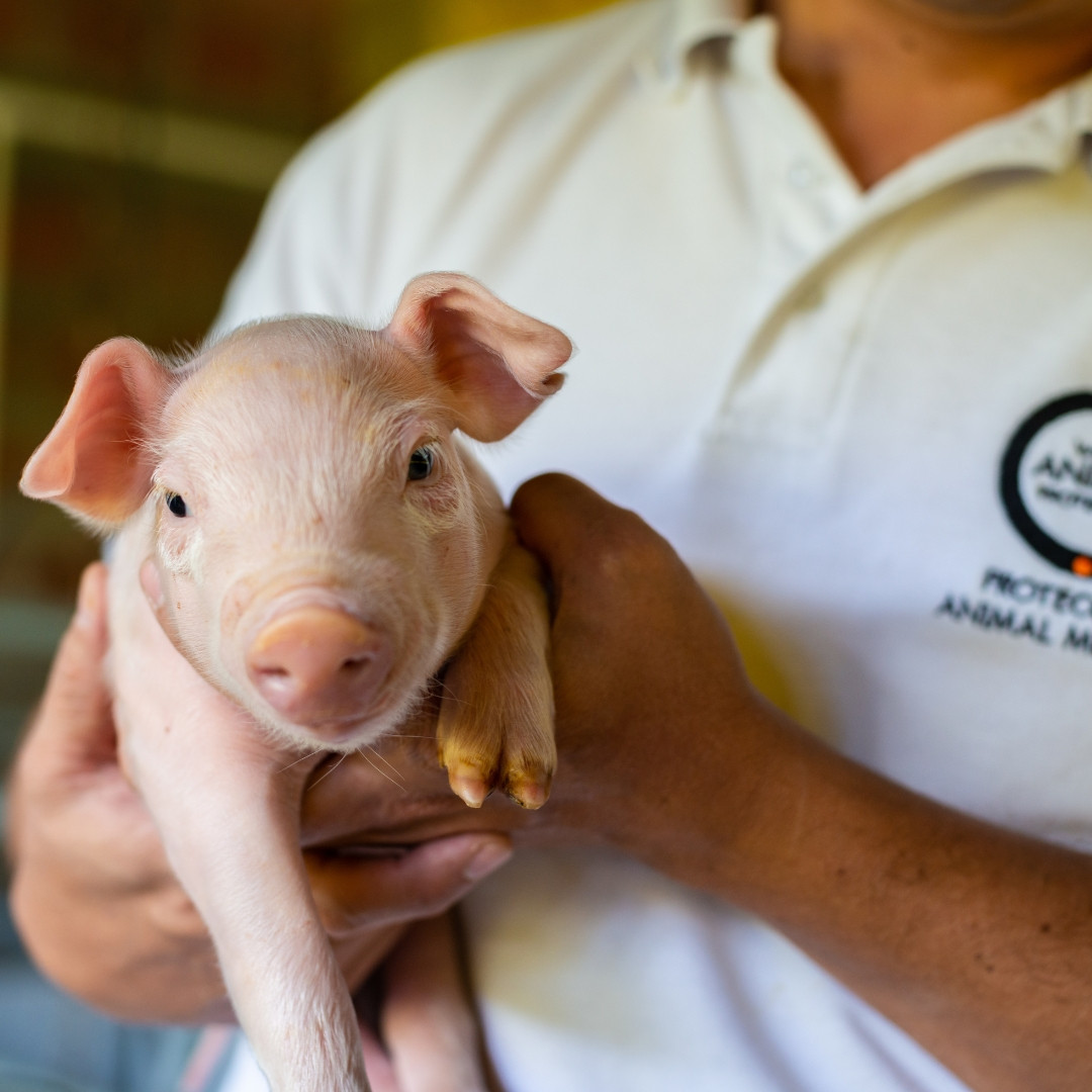 A piglet in the arms of a World Animal Protection staff