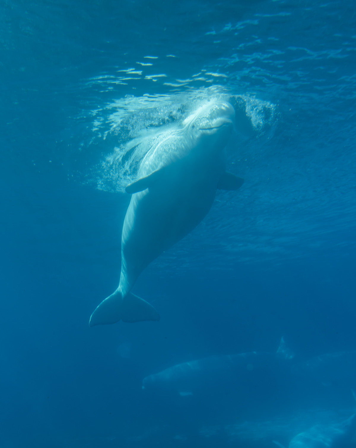Captive beluga whales at Marineland