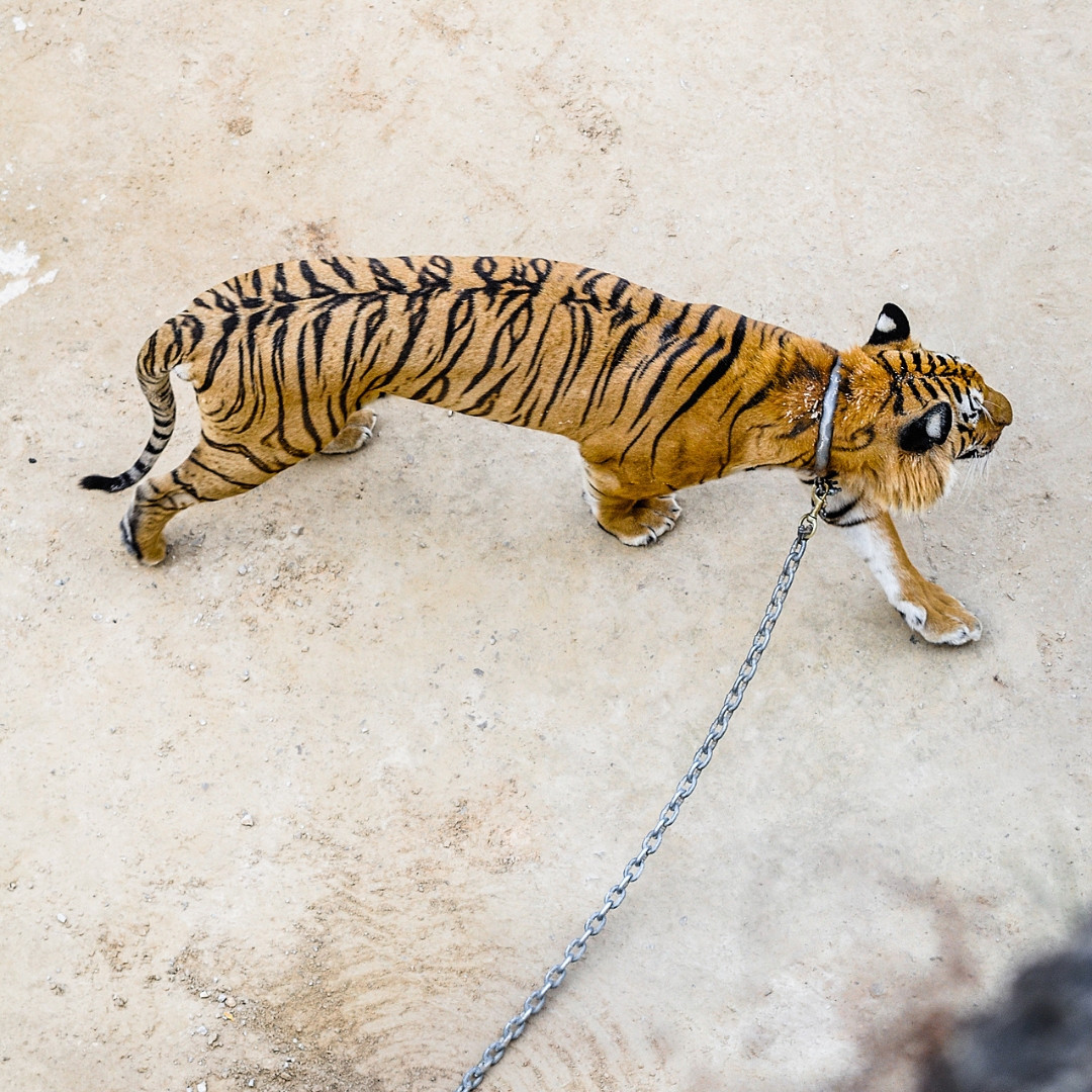 A tiger chained up in entertainment venue
