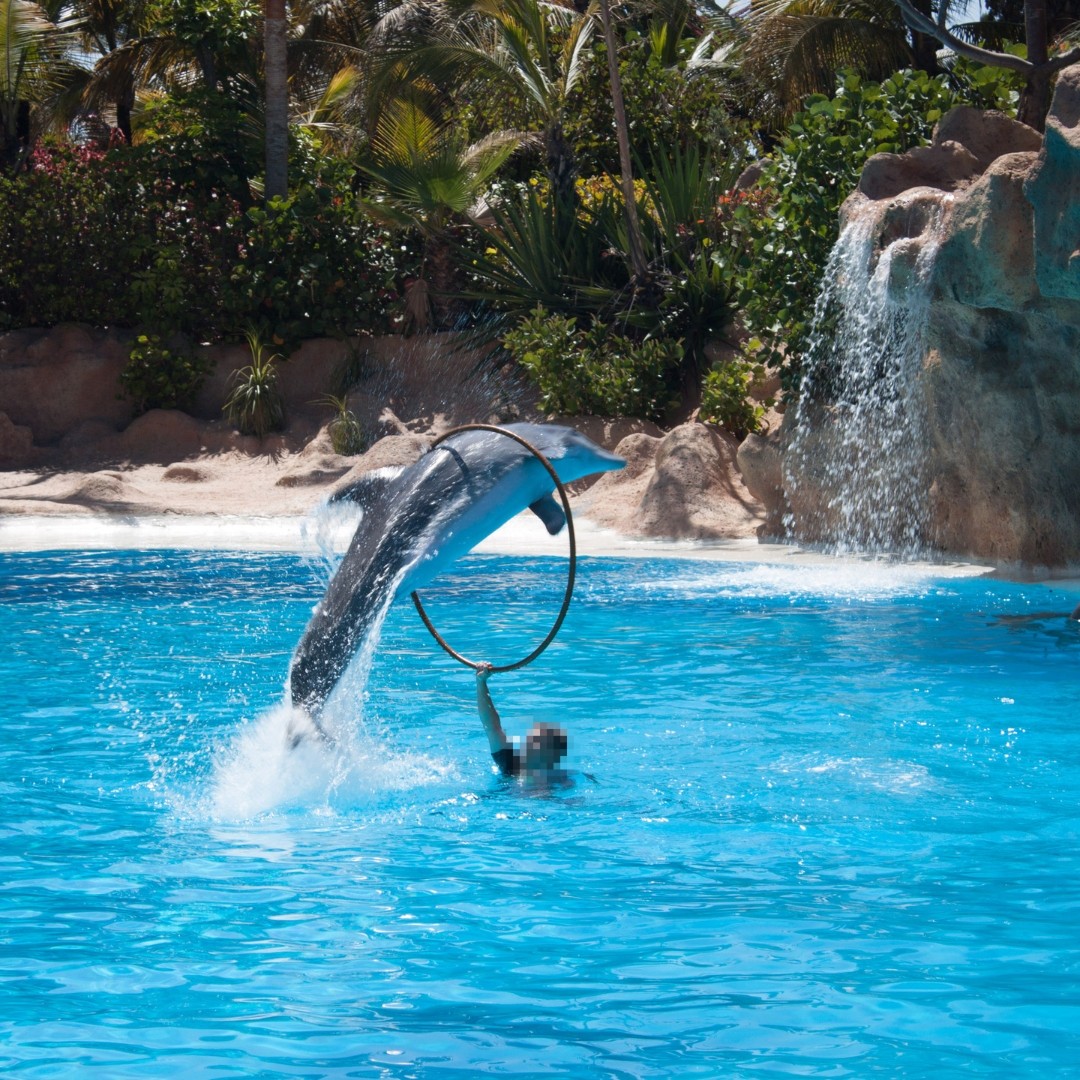 A dolphin jumping through a hoop