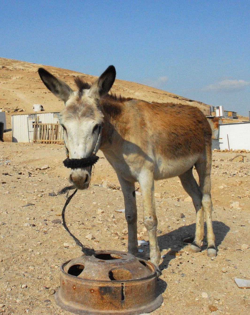 Our member society PWLS run clinics and HBC workshops to improve animal welfare for working equines in Palestine. Pictured: a donkey in one of the Bedouin communities.