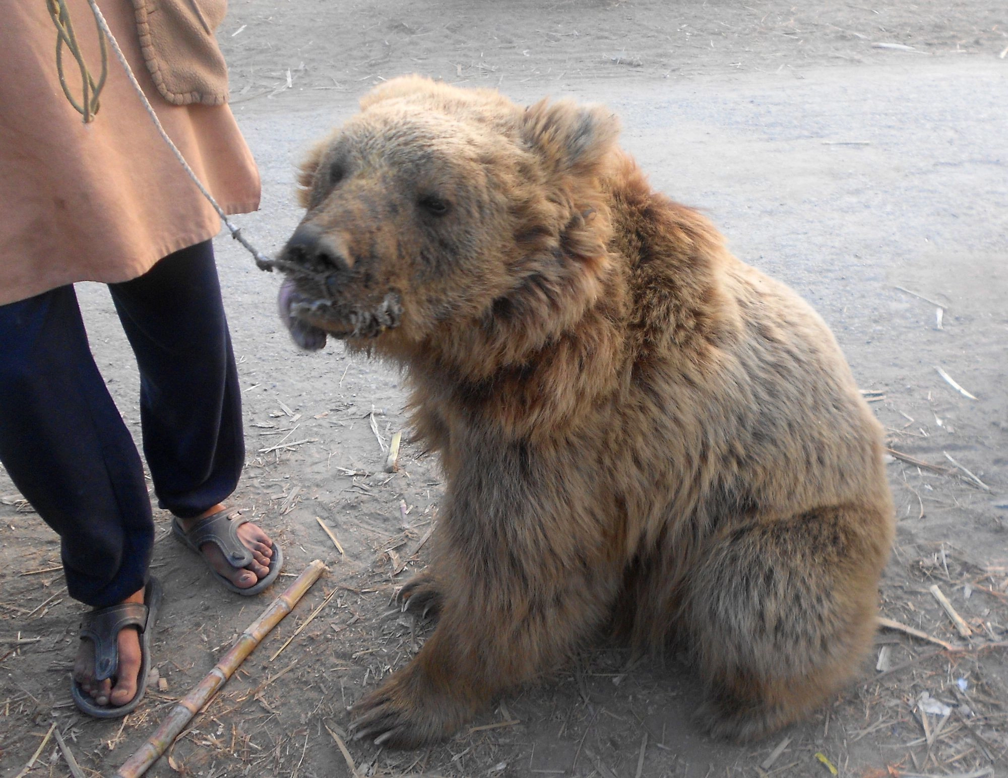 Himalayan brown bear Lucia pictured before her handover to BRC.
