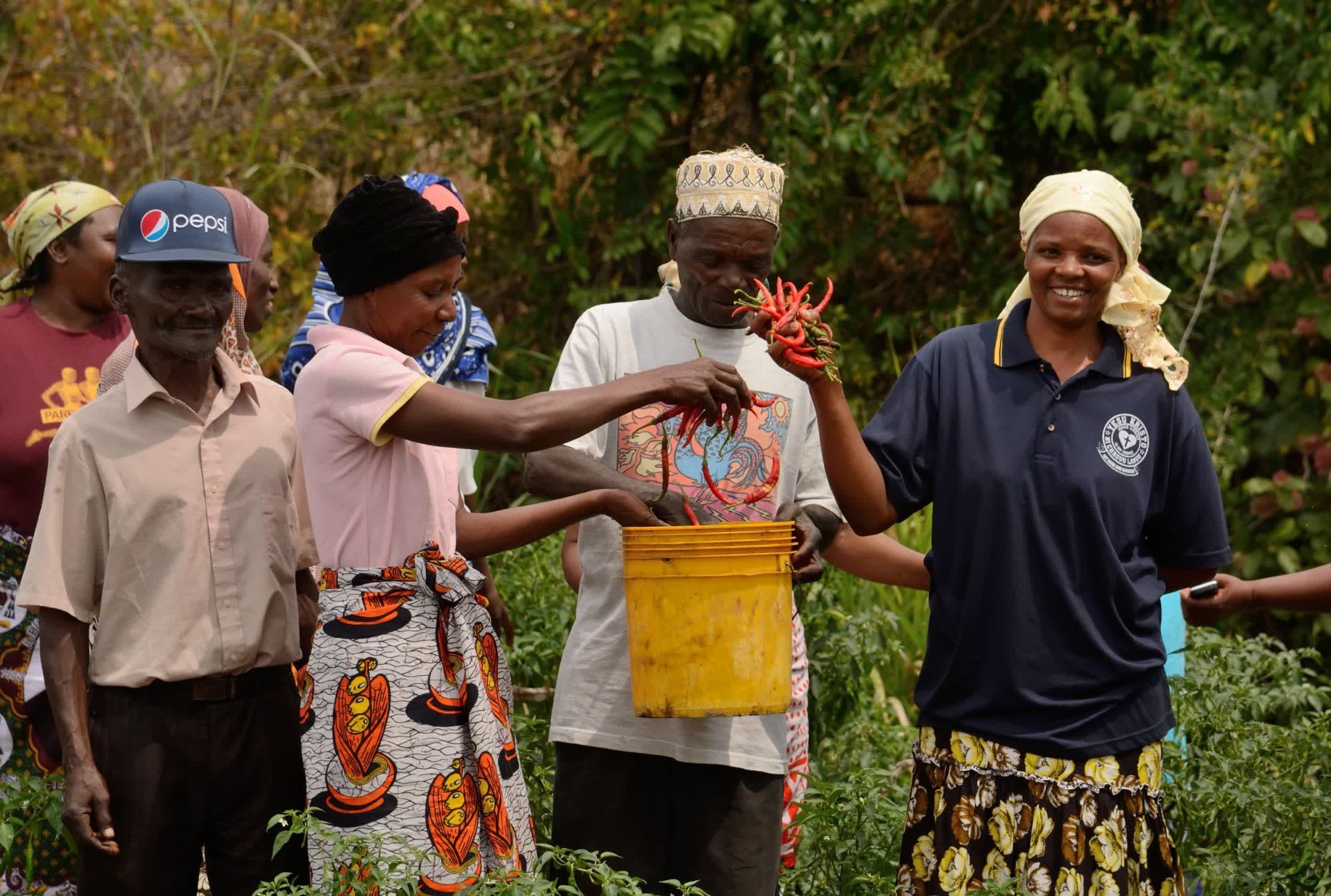 Farmers from Mikumi village harvest chillies in Tanzania
