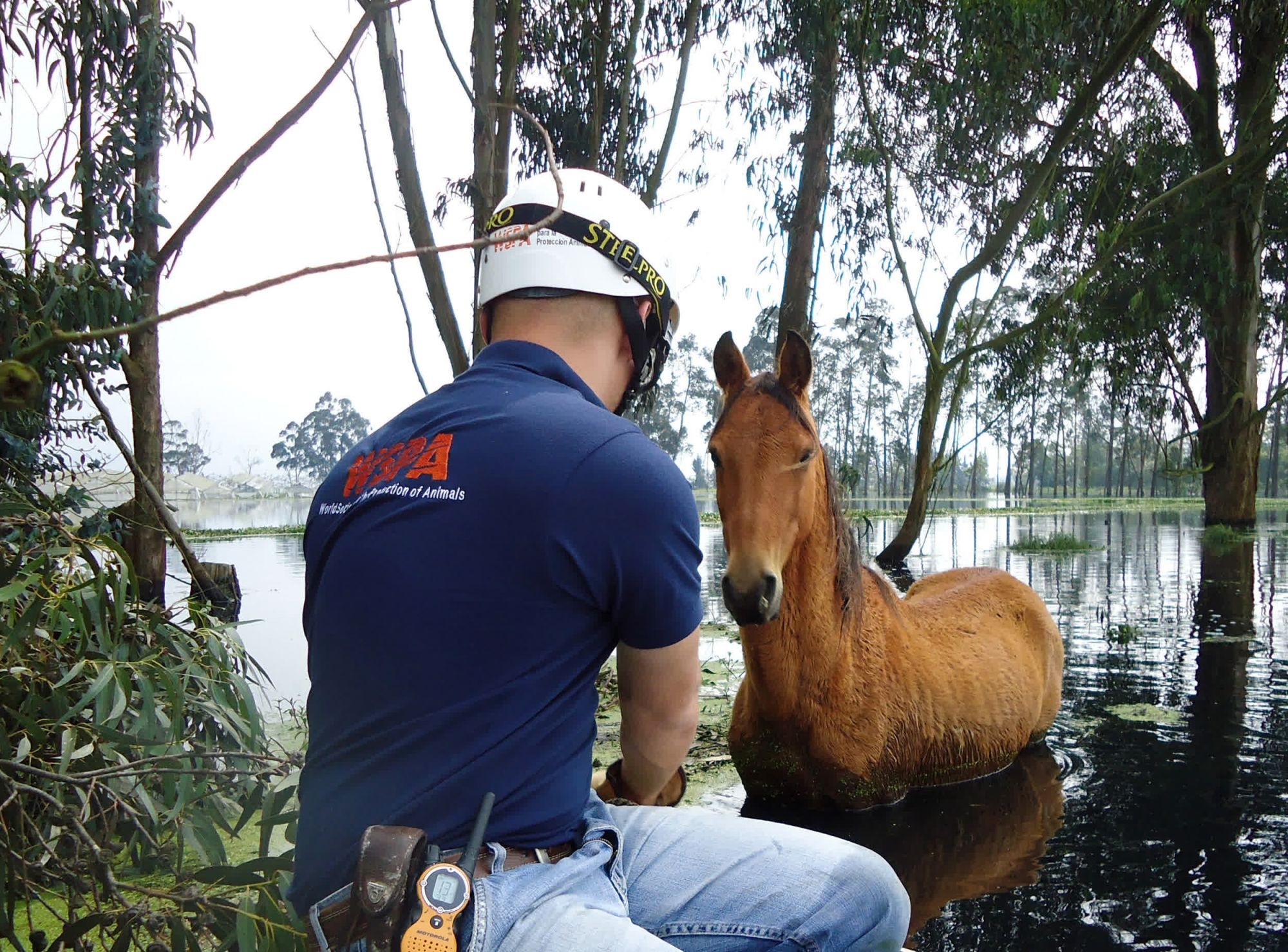 Heavy rains caused some of the worst flooding in Colombia in 2011. In Mosquera, after evacuation some horses were left in floodwater and needed to be rescued. The horses were treated and taken to a farm to find their owners or be re-homed.