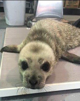 Rescued premature seal pup