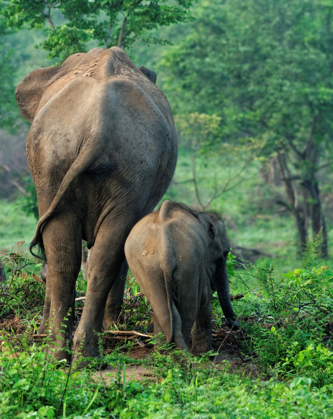 Mother and baby elephants in the wild