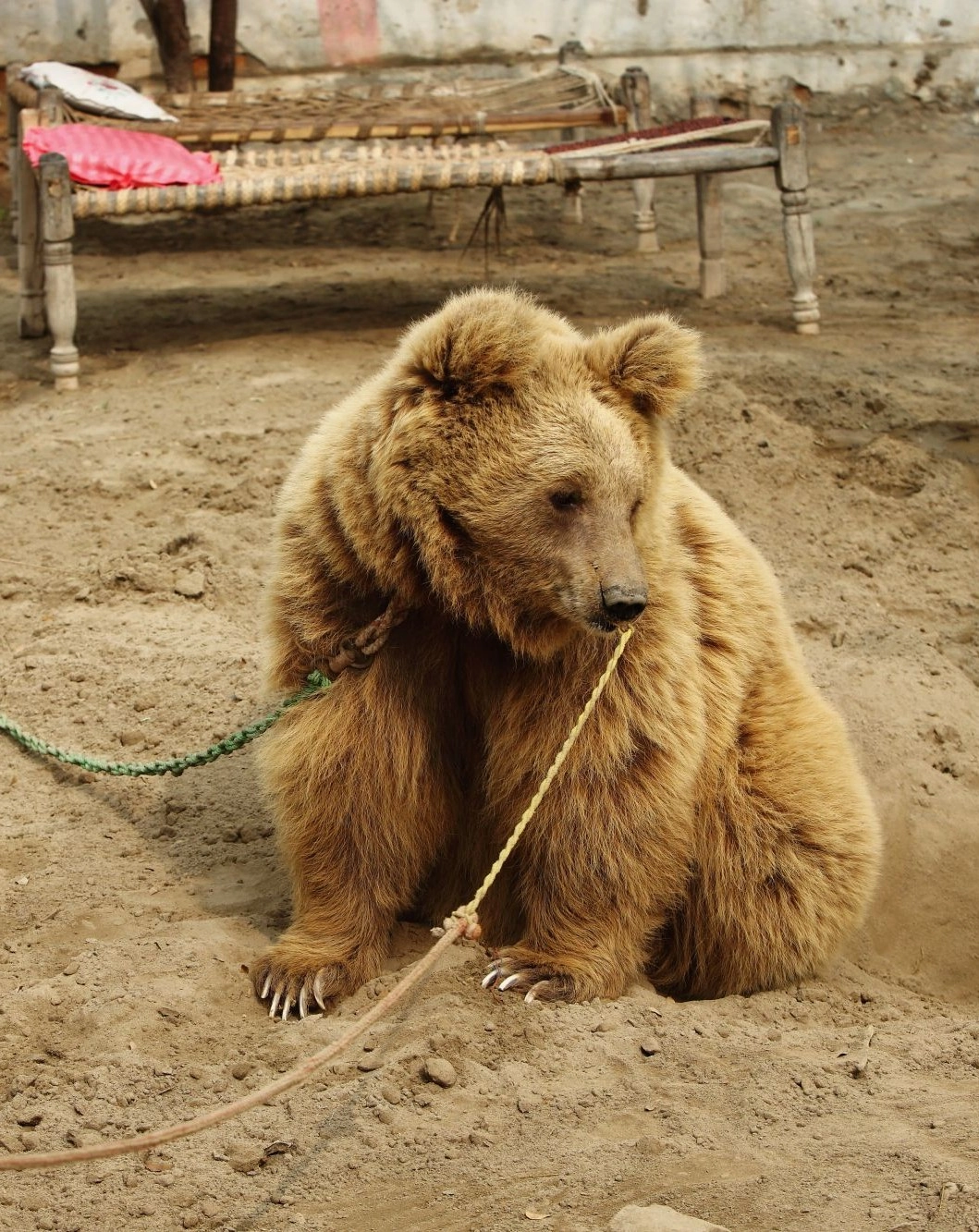 Pictured: Kainat the bear was used for bear baiting before her rescue.