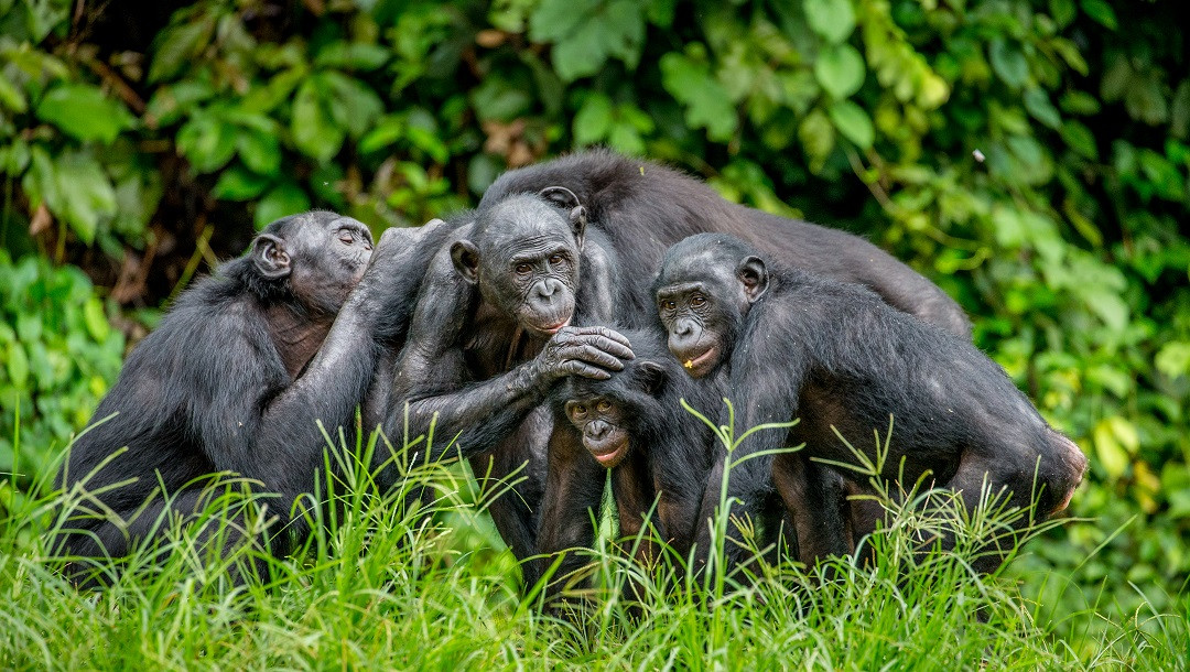 A family of bonobos in the wild