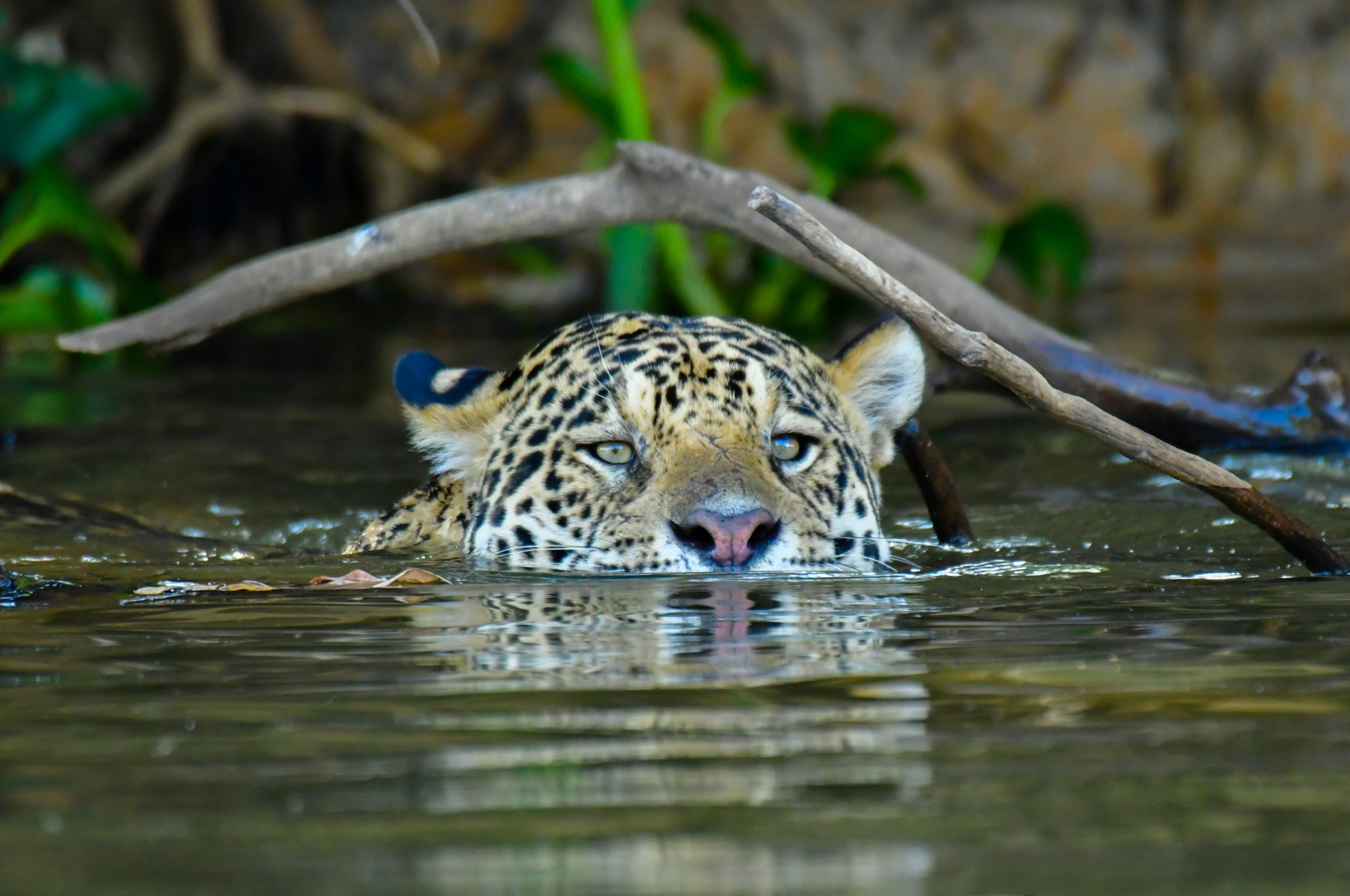 A wild jaguar swimming in the water