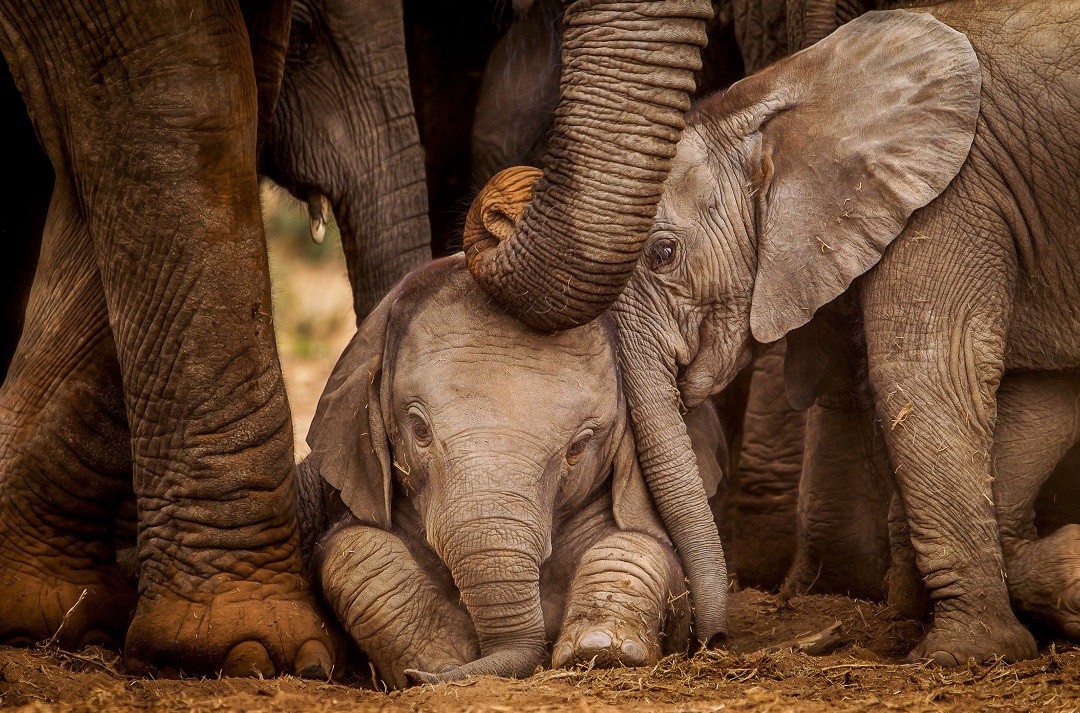 An elephant family