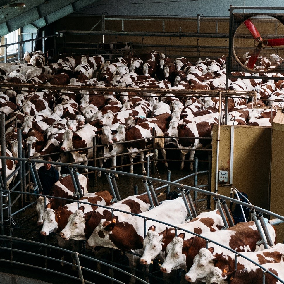 Dairy cows in an intensive farming system