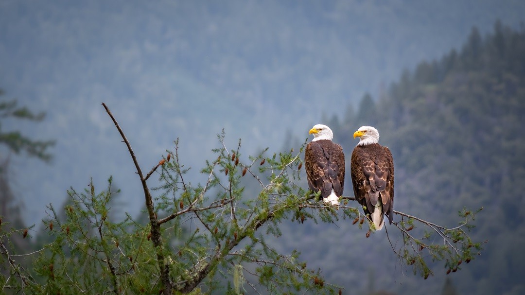 Two bald eagles in the wild