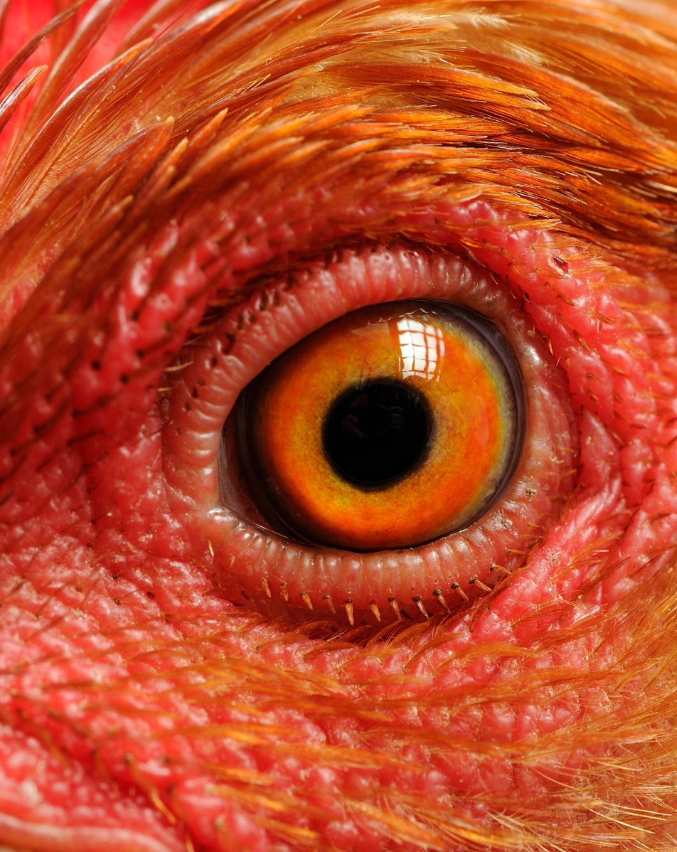A closeup of a chicken's eye