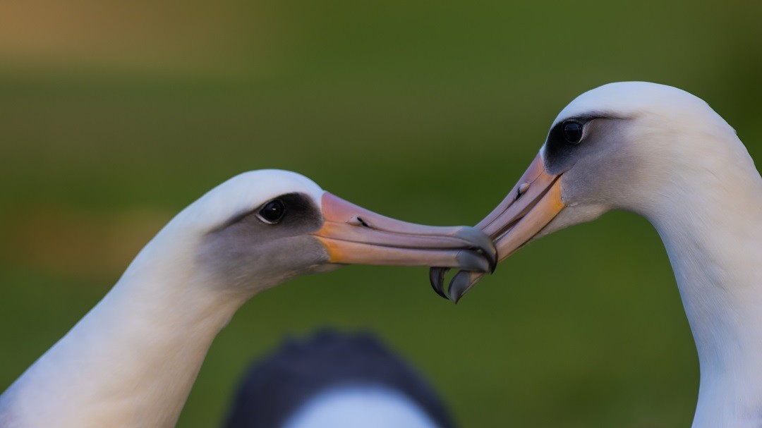 Two Albatrosses in the wild
