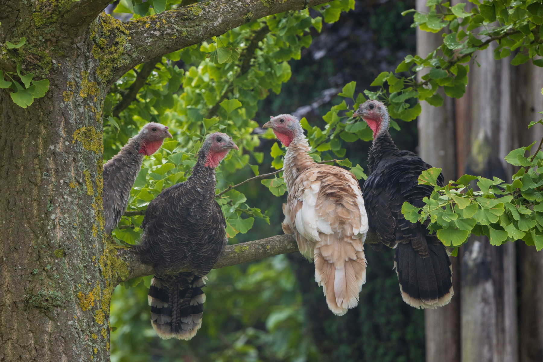 Wild turkeys sitting in a tree