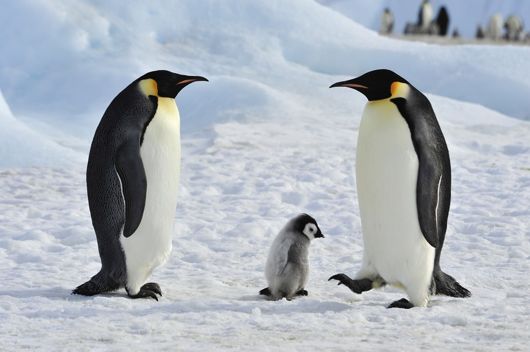 A penguin family in the wild