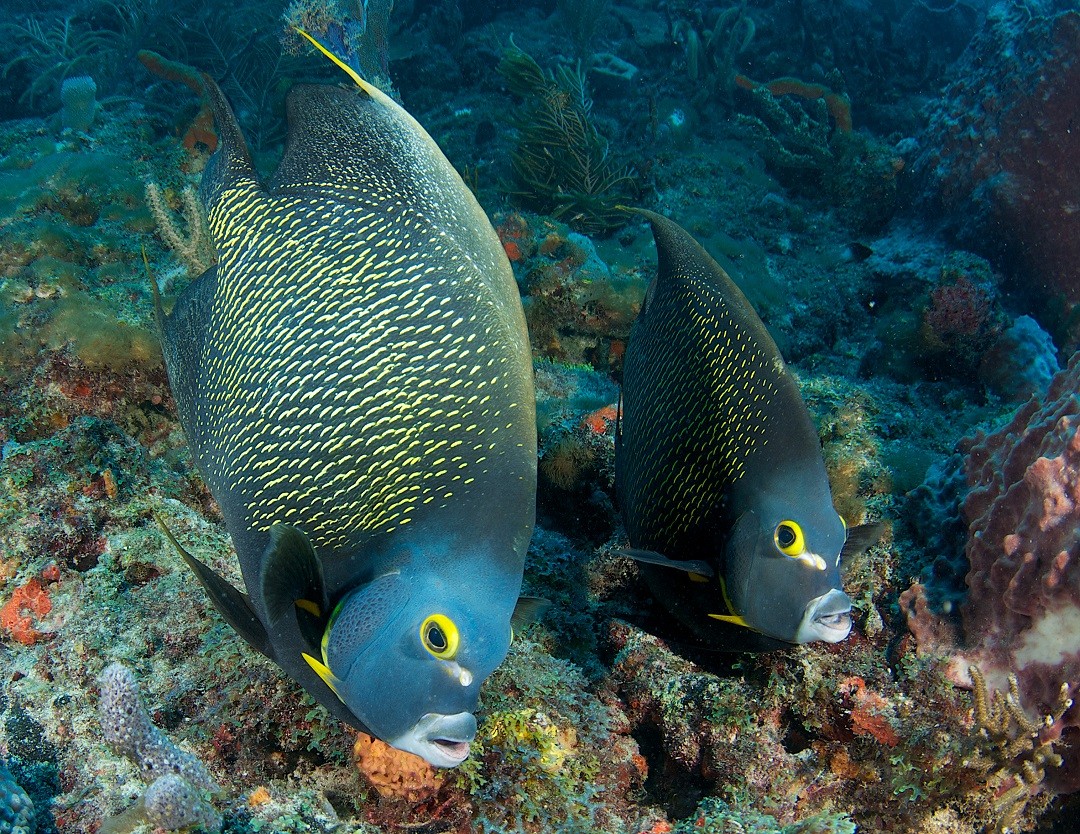 A pair of Angelfish in the wild