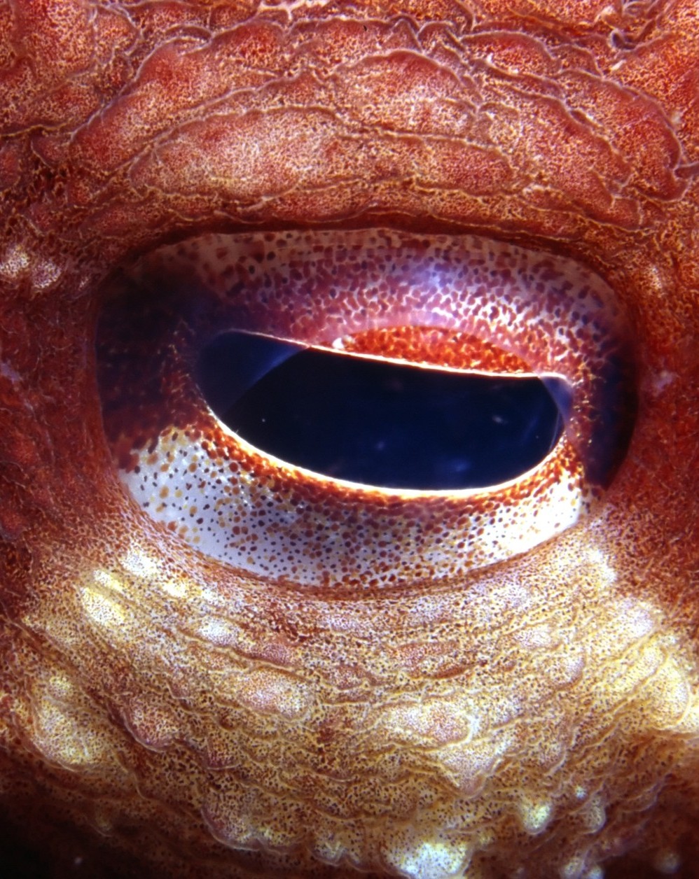 Closeup of an octopus eye
