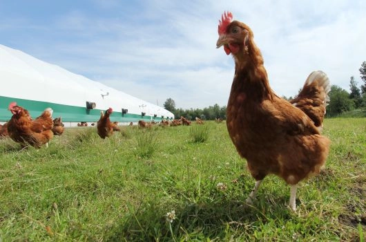 chicken on a free-range farm