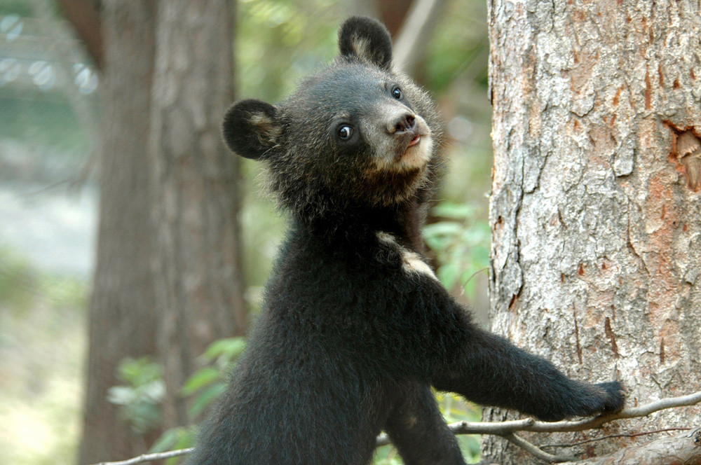Moonbears like this cub, pictured at the Endangered Species Preservation Centre in South Korea, are commonly used in Asia for their bile