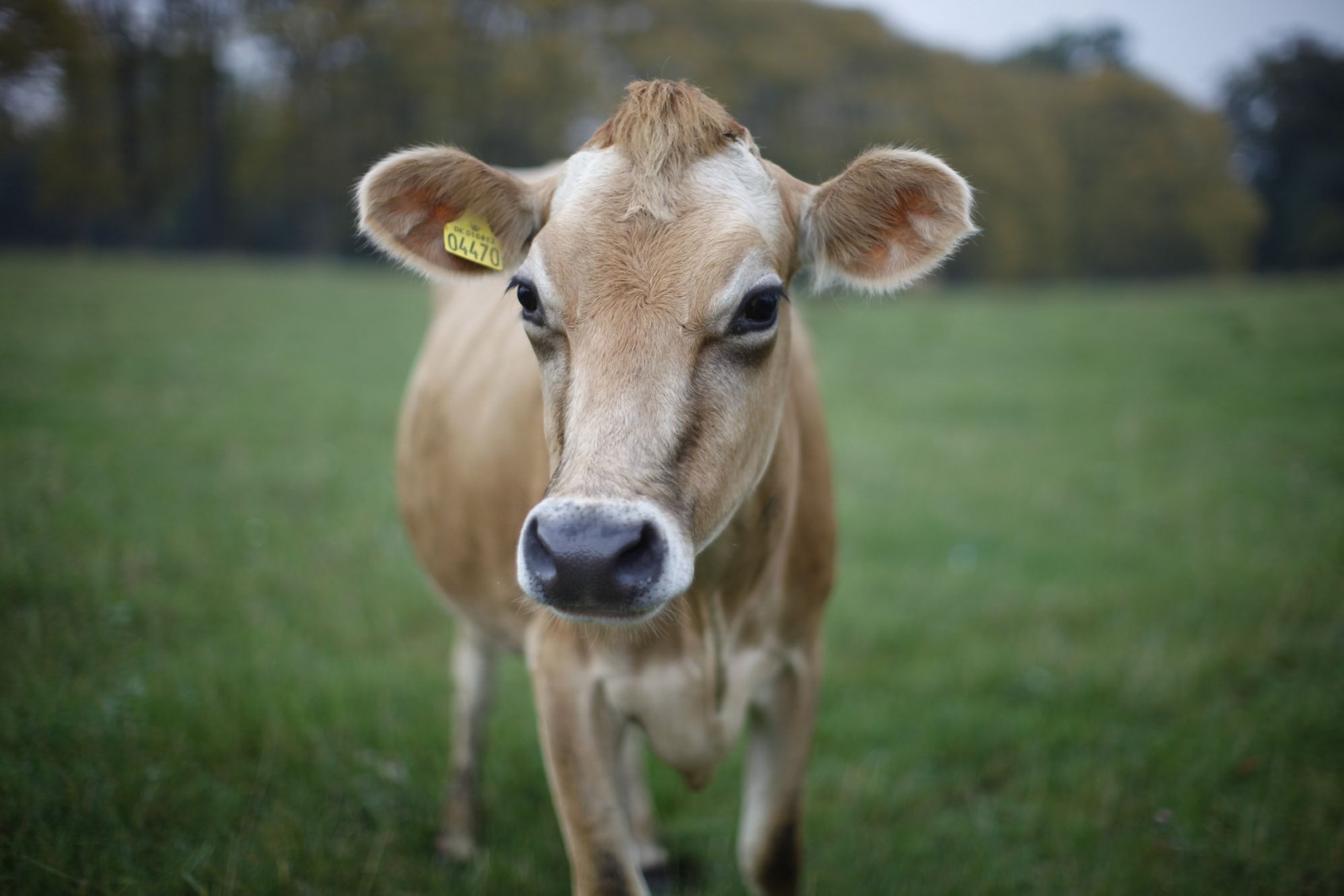 Free range dairy cow at Svanhold Gods organic farm, Denmark