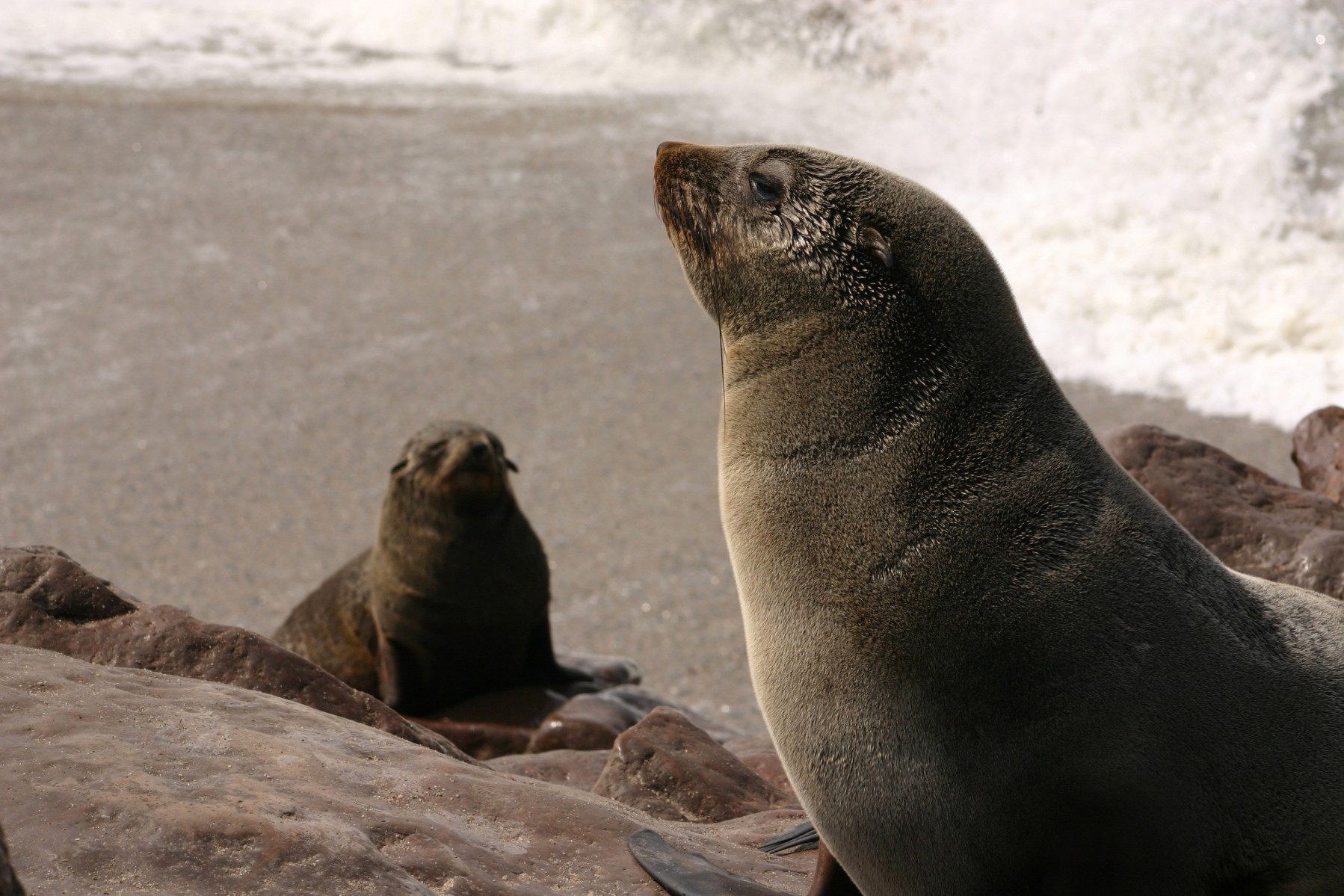 Pictured: Seal pup and mother on rocks. This was the only mother-pup pair left after the slaughter that morning – hundreds of seals were still in the sea.