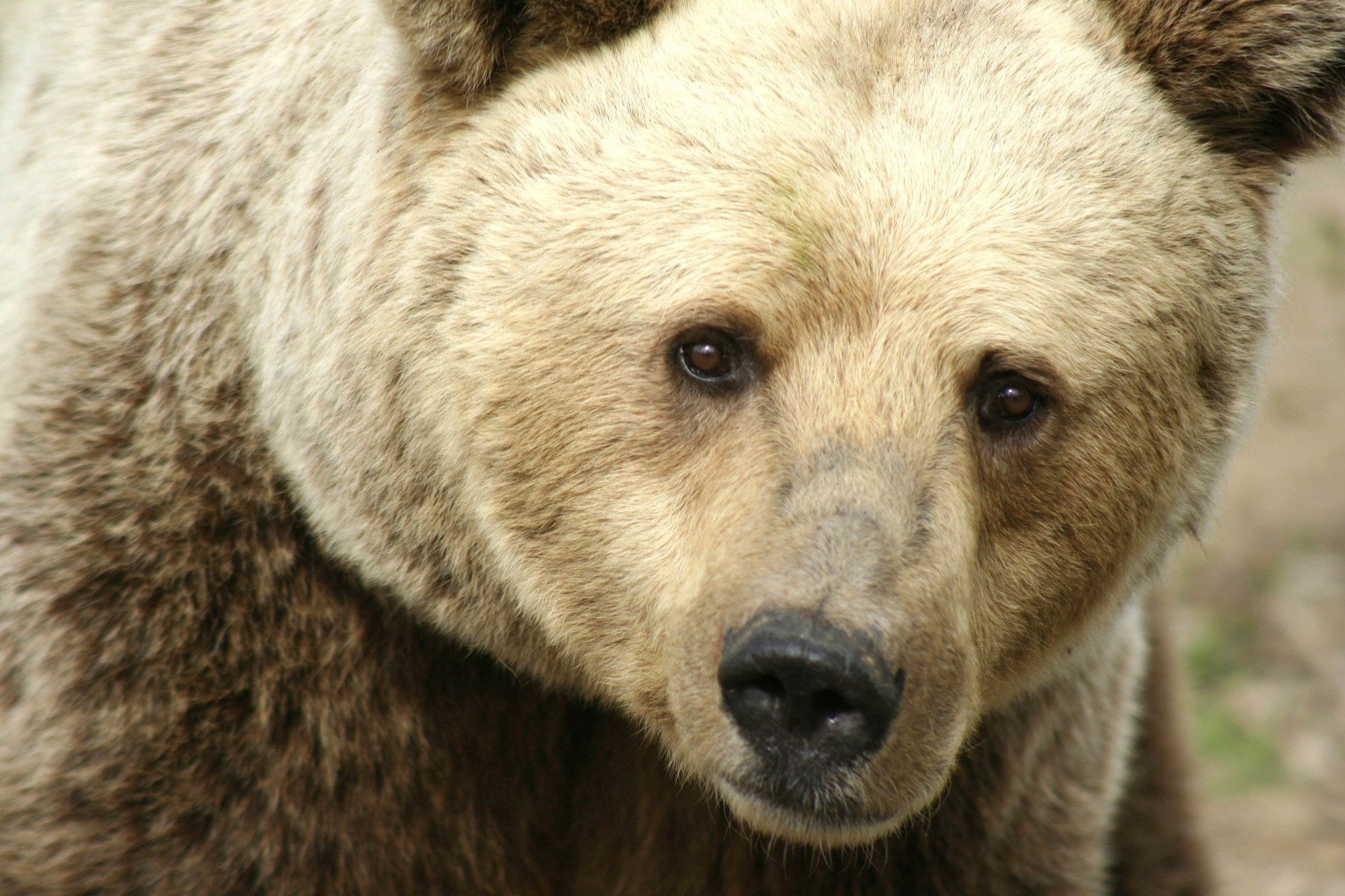 Pictured: A close-up of a resident bear at the Romanian Bear Sanctuary in Zarnesti, Romania.