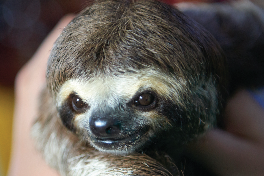 Sloth used for entertainment