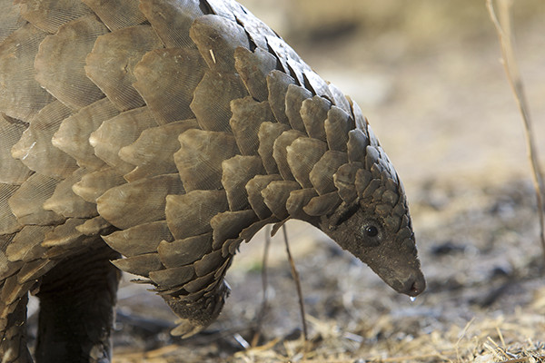 A pangolin in the wild, sniffing the ground. Its scales decrease in size the closer they get to its pointy face.  iStock. by Getty Images