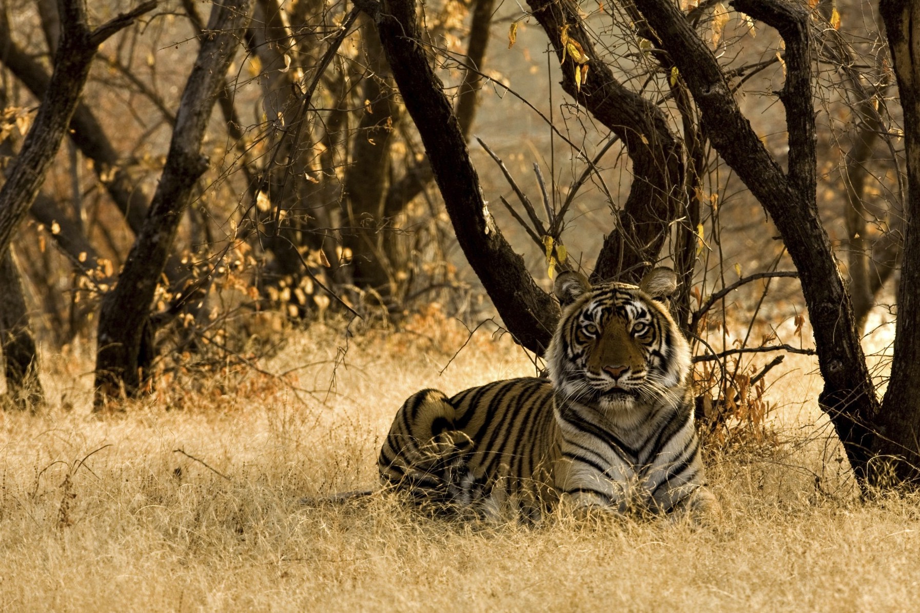 A wild tiger sitting on the dry grasses in a reserve in India.